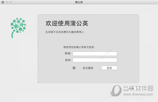蒲公英