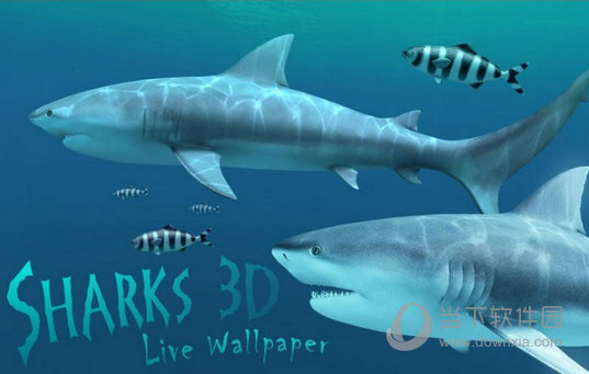 Sharks 3D