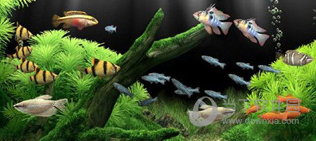 梦幻水族馆屏保