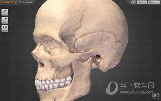 BoneBox Skull Viewer