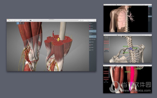Essential Anatomy