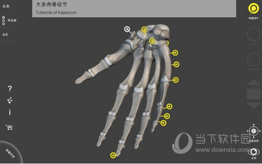 骨骼系统