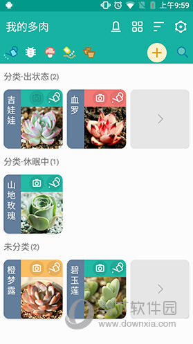 多肉成长记